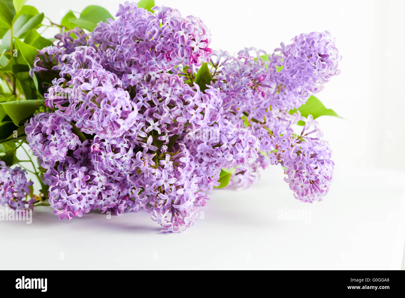 Printemps en fleurs fleurs lilas mauve. On white Banque D'Images