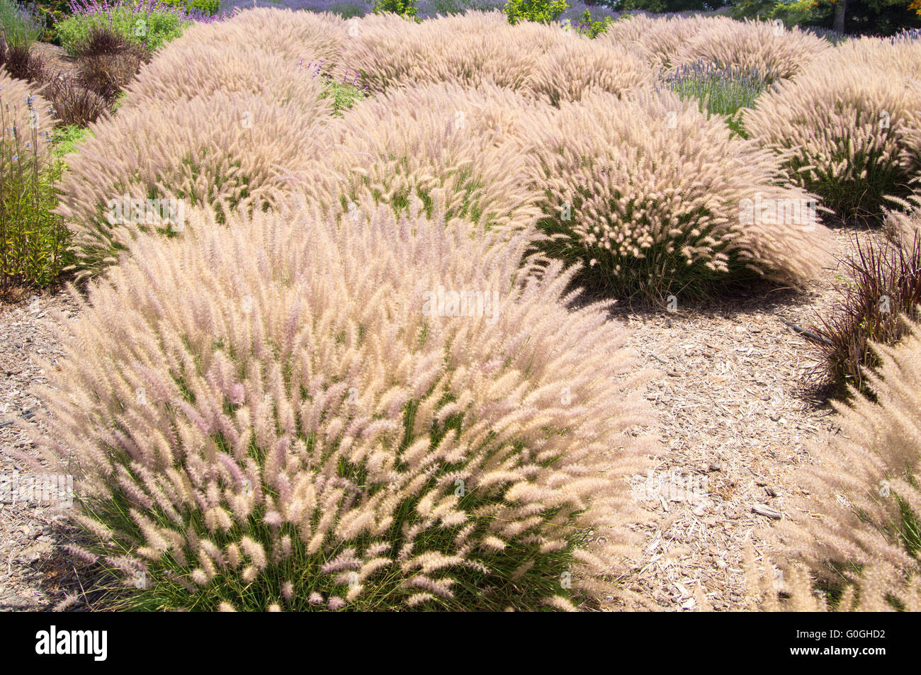 Les herbes de Californie Banque D'Images