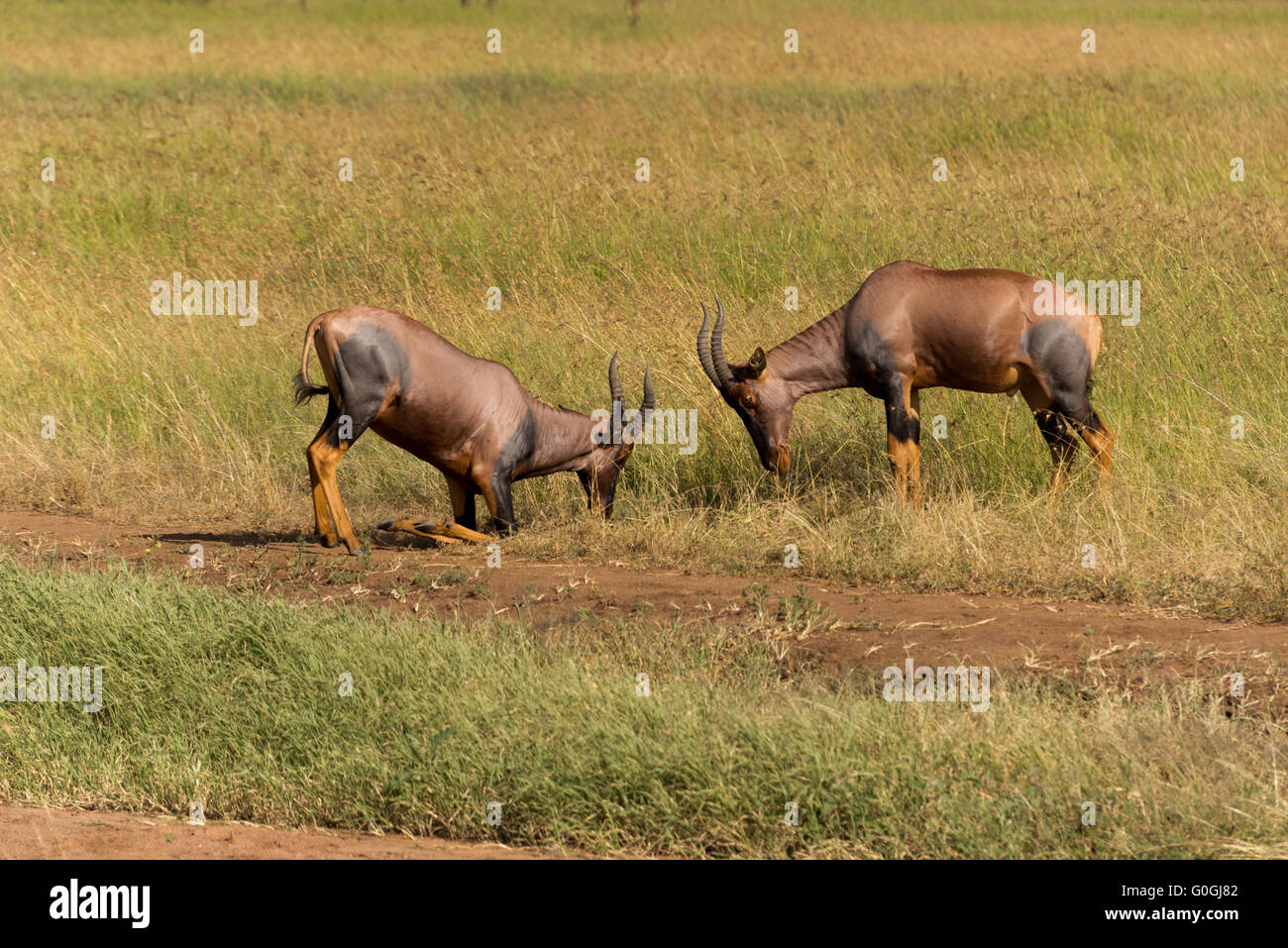 La lutte contre les antilopes topi Banque D'Images