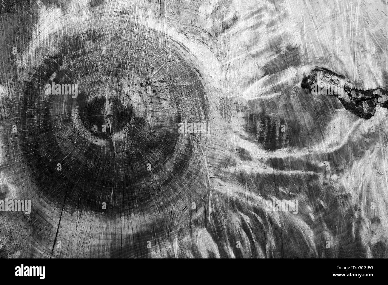 Texture arbre monochrome Banque D'Images