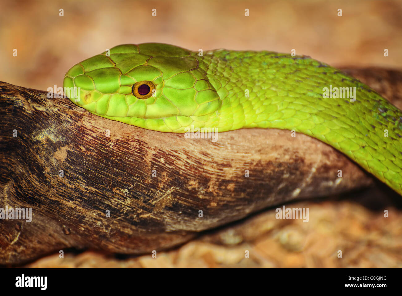 Green Mamba orientale Banque D'Images