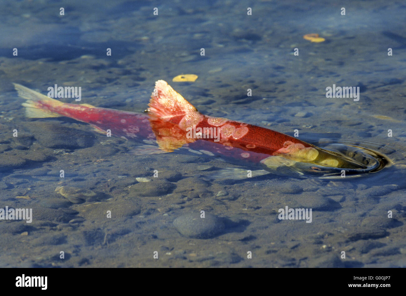 L'alimentation des saumons rouges se termine une fois qu'ils entrent dans l'eau douce Banque D'Images