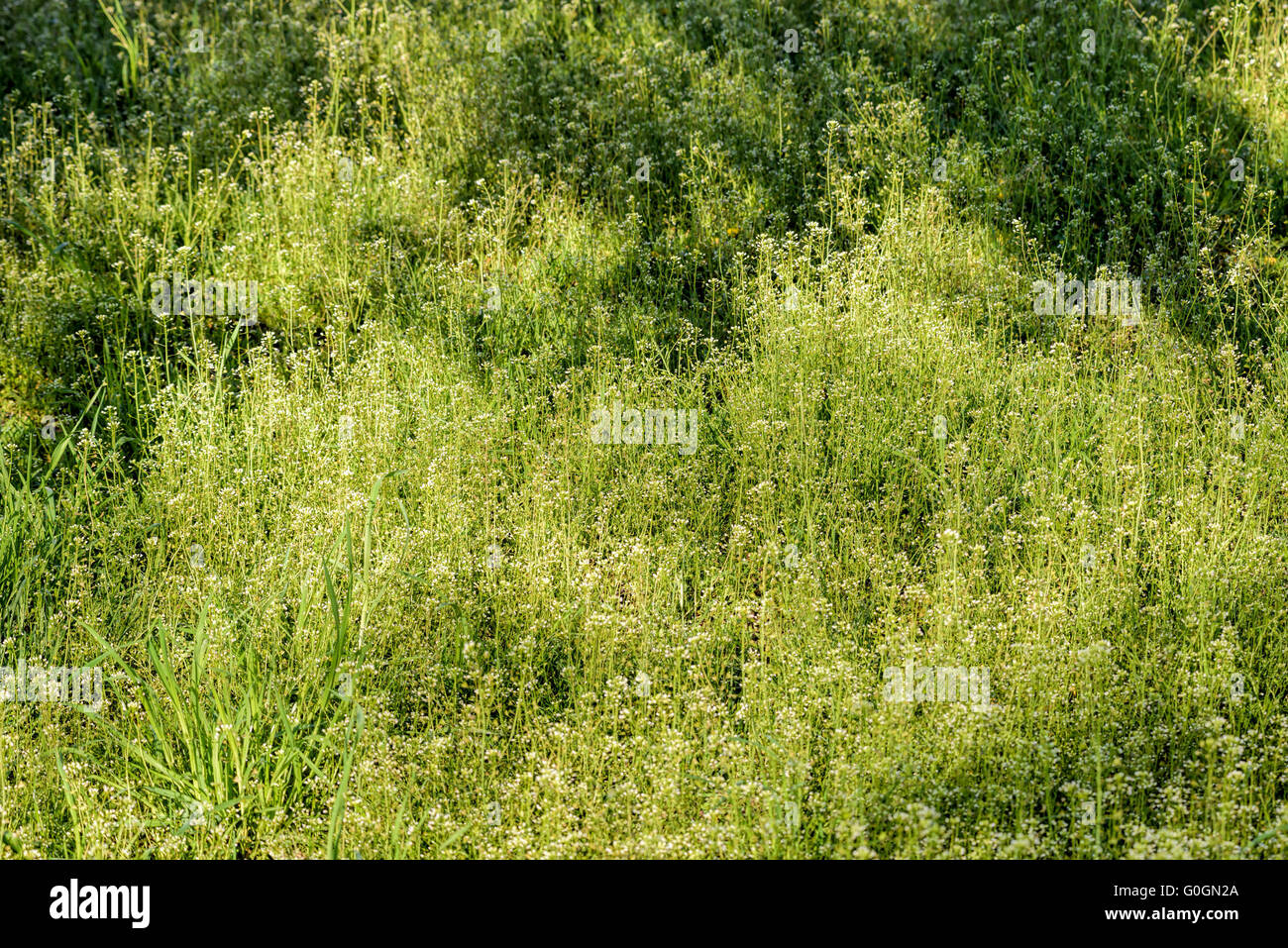 Capsella bursa-pastoris fleurs aussi appelé la bourse-dans le pré, sous le doux soleil du printemps au matin Banque D'Images