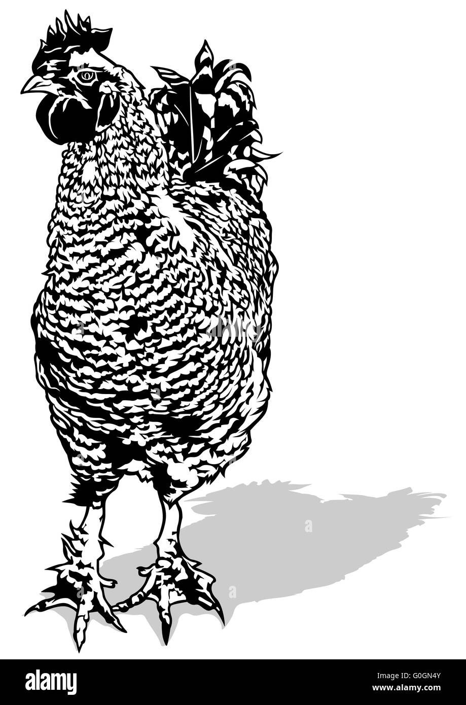 Rooster Banque D'Images