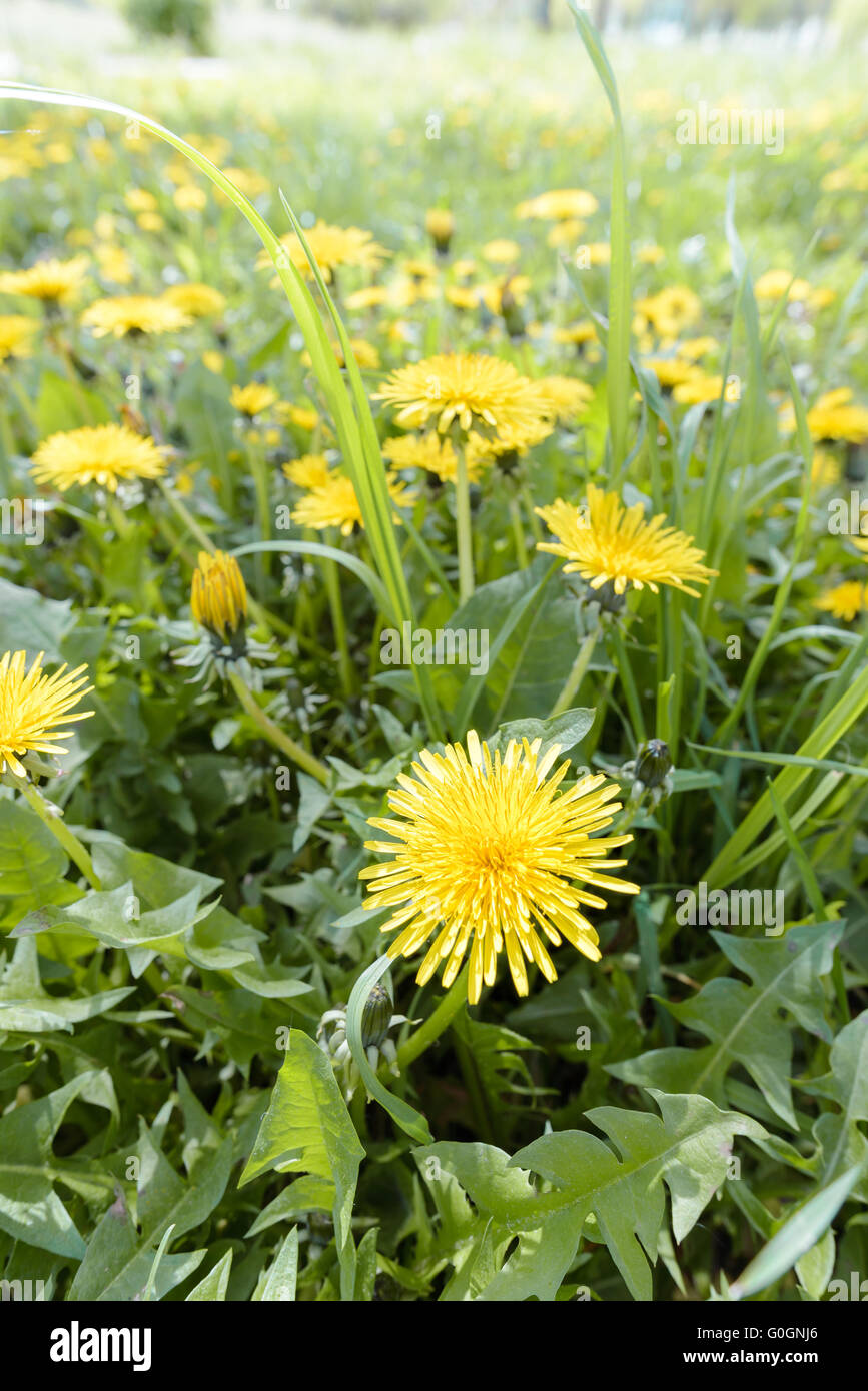 Fleurs de pissenlit jaune dans le pré, illuminée par le soleil de printemps chaud Banque D'Images