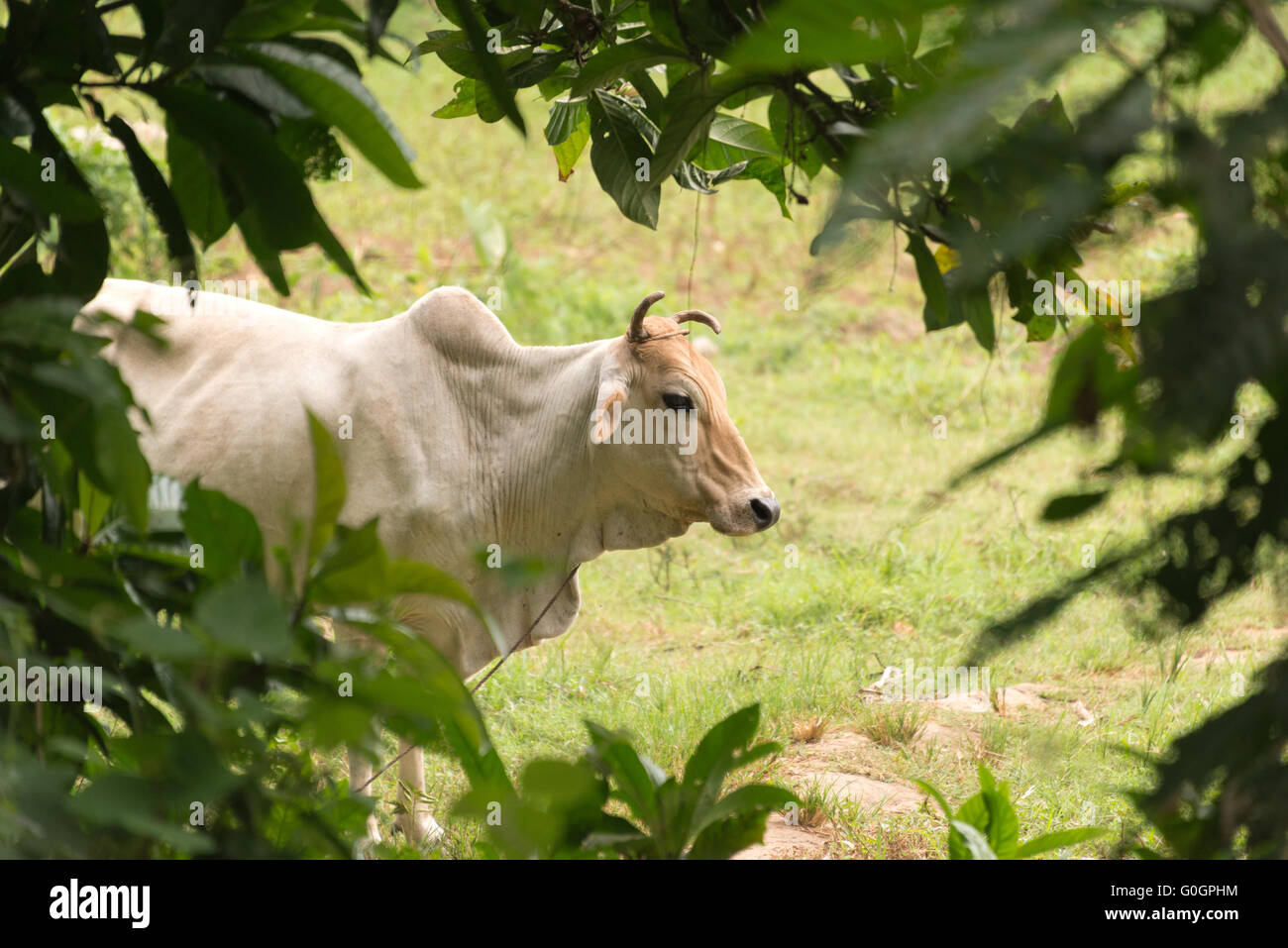 Zébus en Tanzanie Banque D'Images