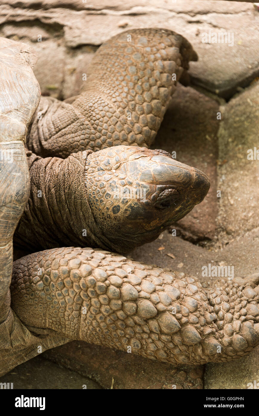 Tortue géante d'Aldabra Banque D'Images