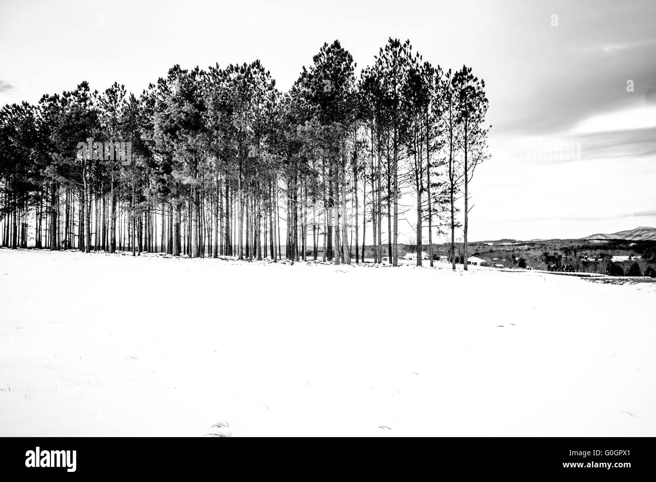 Paysage de forêt d'hiver dans les montagnes Banque D'Images
