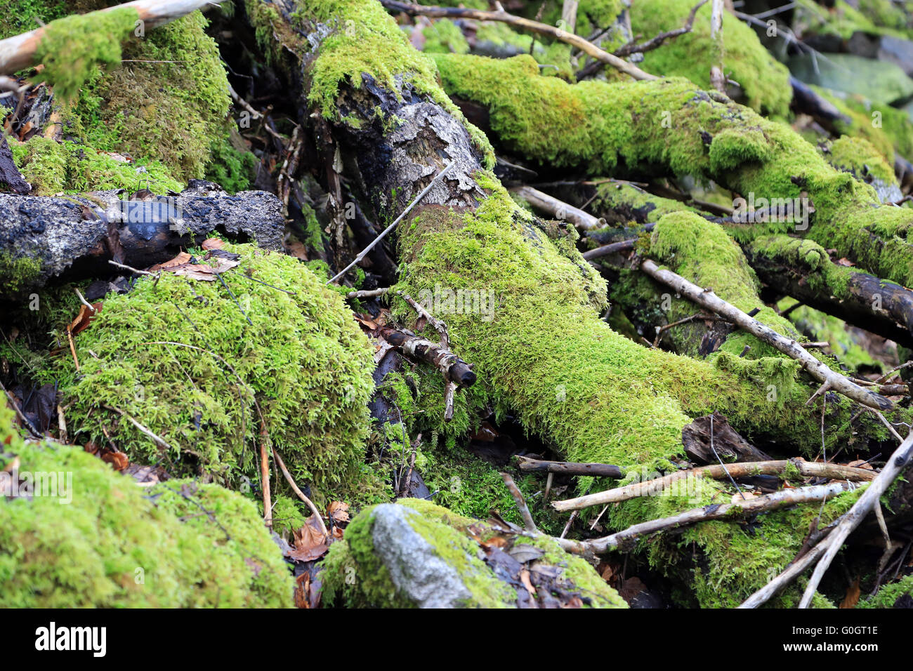 La mousse sur le bois mort sur le sol forestier Banque D'Images