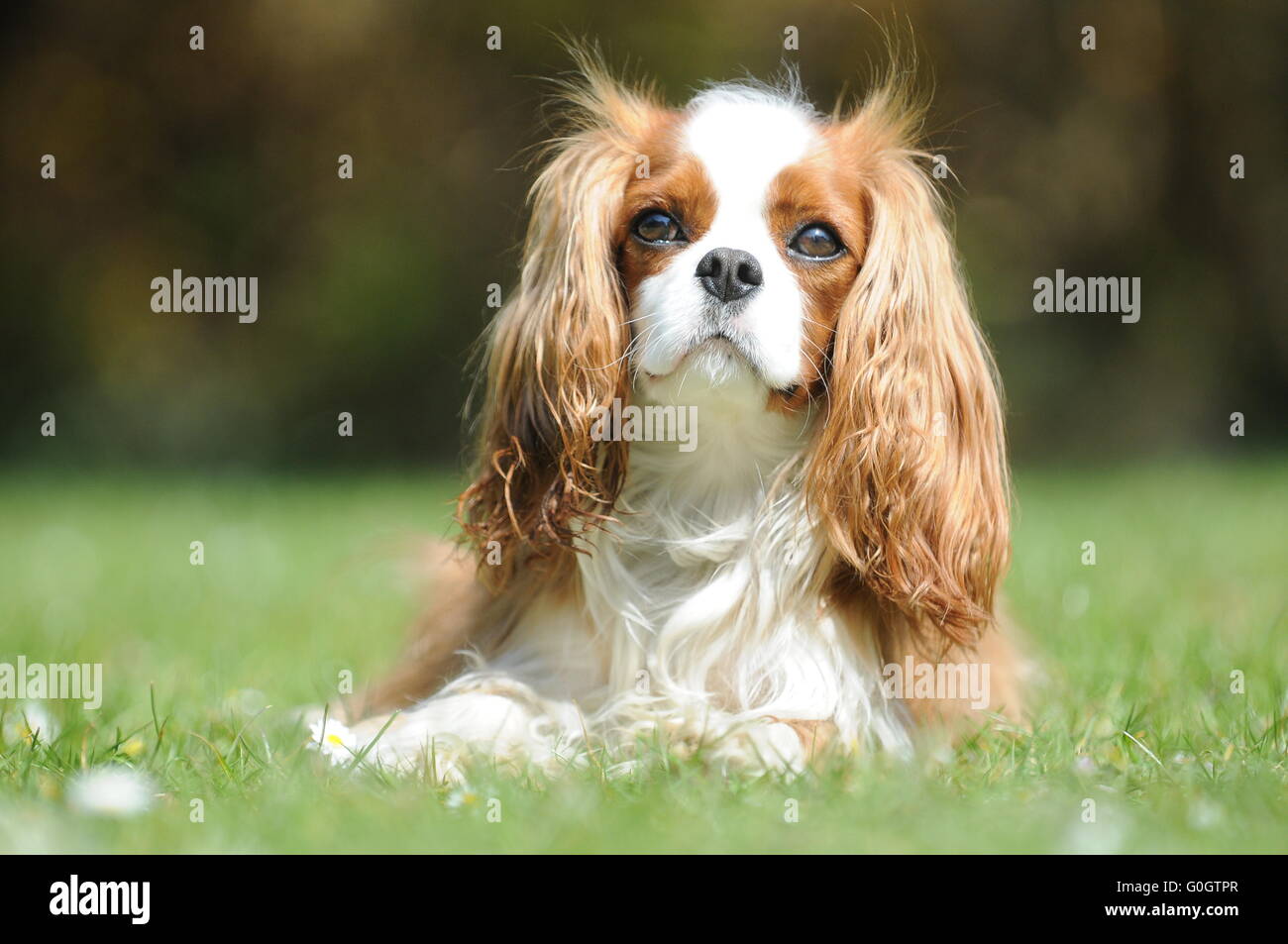 Un Cavalier King Charles chien sur une chaude journée d'été ensoleillée allongé sur l'herbe verte. Banque D'Images Un Cavalier King Charles chien sur une chaude journée d'été ensoleillée allongé sur l'herbe verte. Banque D'Images