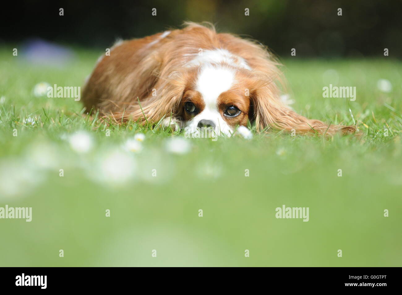 Un Cavalier King Charles chien sur une chaude journée d'été ensoleillée allongé sur l'herbe verte. Banque D'Images Un Cavalier King Charles chien sur une chaude journée d'été ensoleillée allongé sur l'herbe verte. Banque D'Images