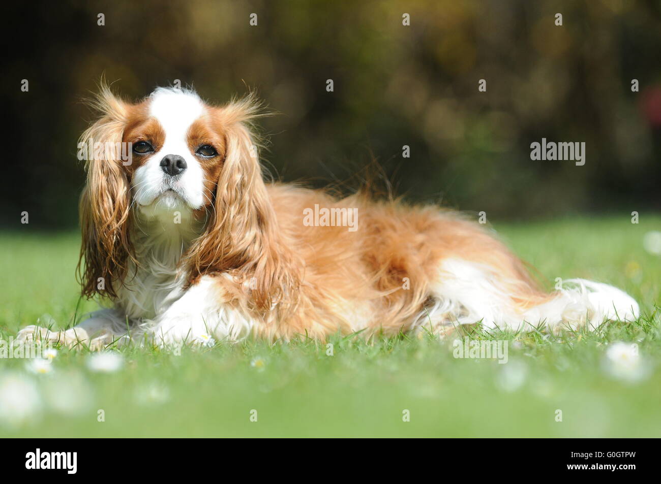 Un Cavalier King Charles chien sur une chaude journée d'été ensoleillée allongé sur l'herbe verte. Banque D'Images Un Cavalier King Charles chien sur une chaude journée d'été ensoleillée allongé sur l'herbe verte. Banque D'Images
