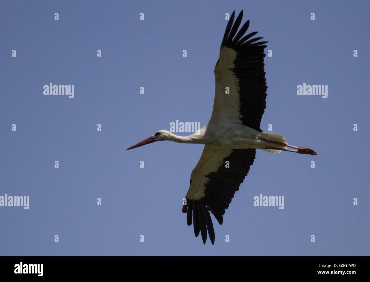 Cigogne Blanche en Bulgarie dans le Rhodopen-Mountains Banque D'Images