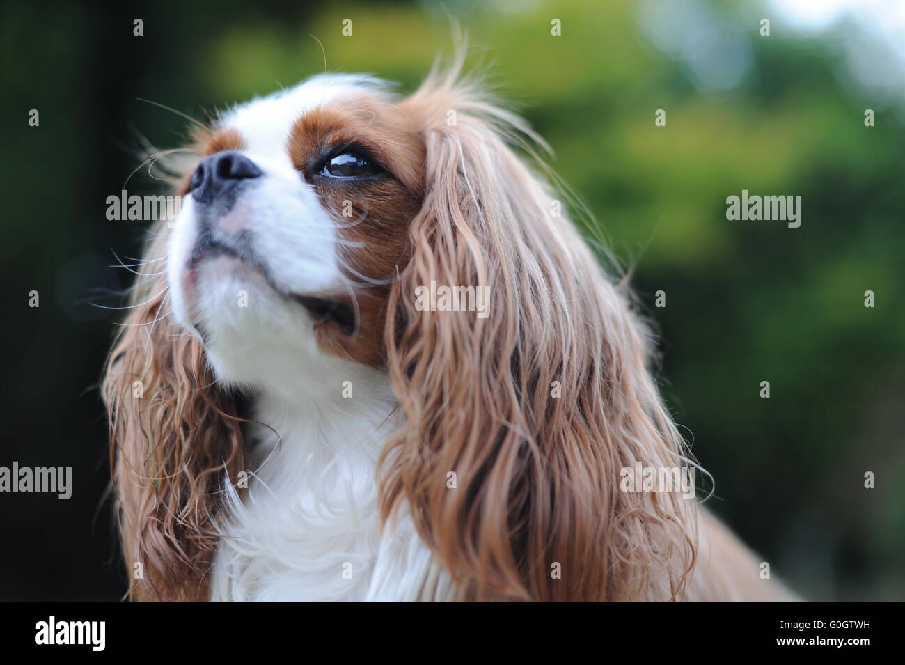 Un Cavalier King Charles chien sur une chaude journée d'été ensoleillée allongé sur l'herbe verte. Banque D'Images Un Cavalier King Charles chien sur une chaude journée d'été ensoleillée allongé sur l'herbe verte. Banque D'Images