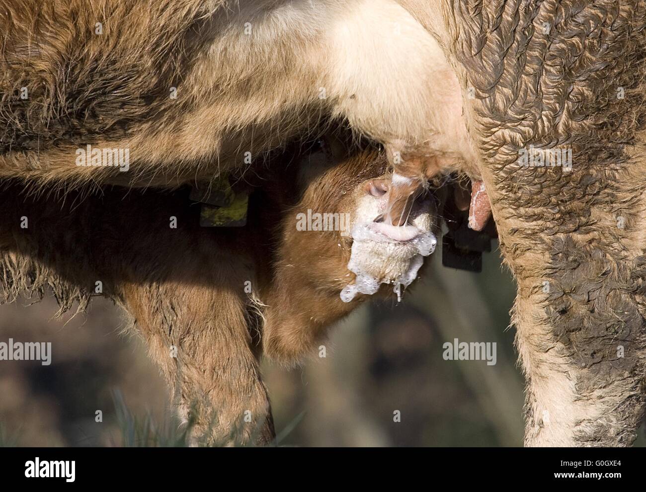 Boeuf, veau, vache, lait Banque D'Images