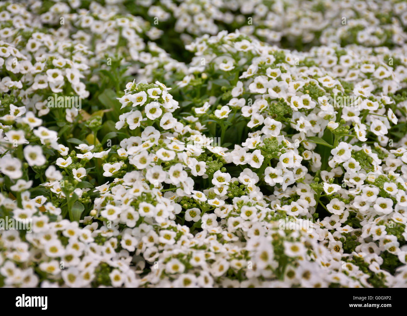 Alyssum fleur blanche couvre sol Banque de photographies et d'images à  haute résolution - Alamy