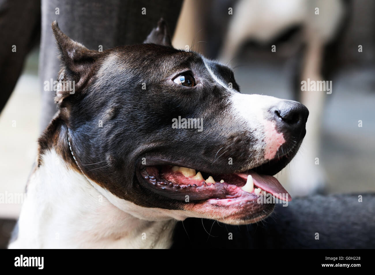 Arbre généalogique Staffordshire Bull Terrier portrait sur l'arrière-plan flou Banque D'Images