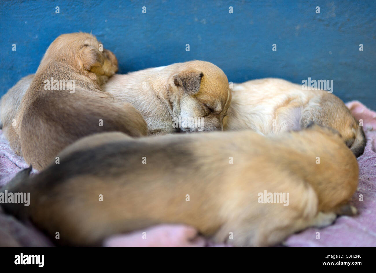 puppys Banque D'Images