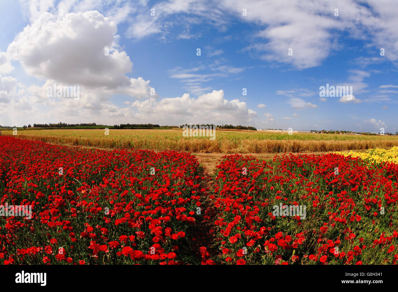 La floraison renoncule Ranunculus asiaticus Banque D'Images