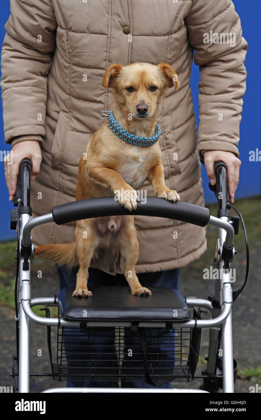 Chien sur une marchette à roues Banque D'Images