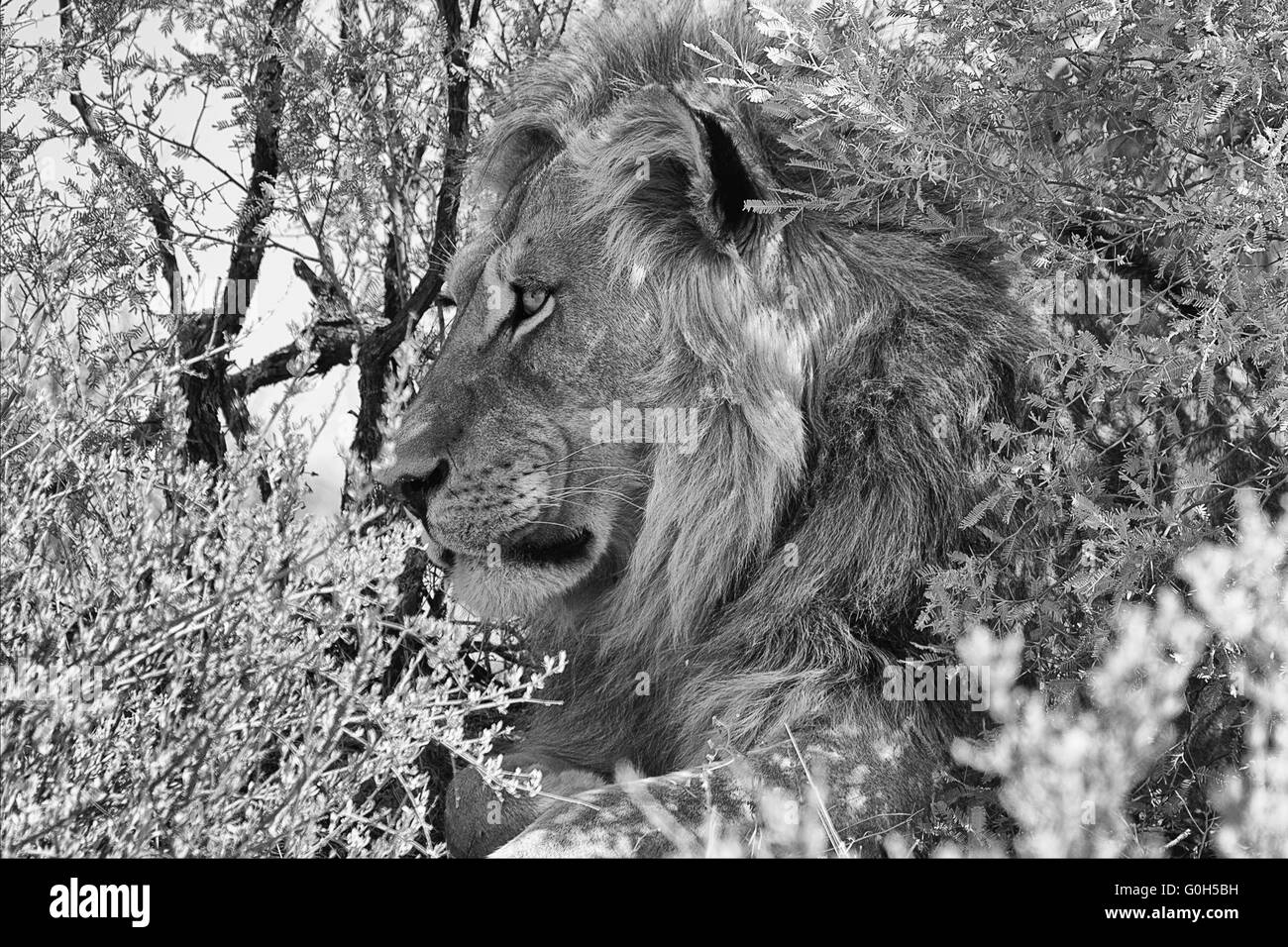 Portrait d'un homme lion au parc transfrontalier de Kgalagadi en Afrique du Sud Banque D'Images