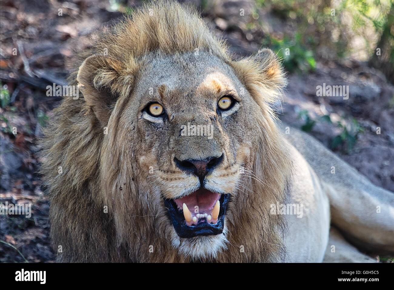 Portrait d'un lion mâle en colère à Kruger National Park Banque D'Images