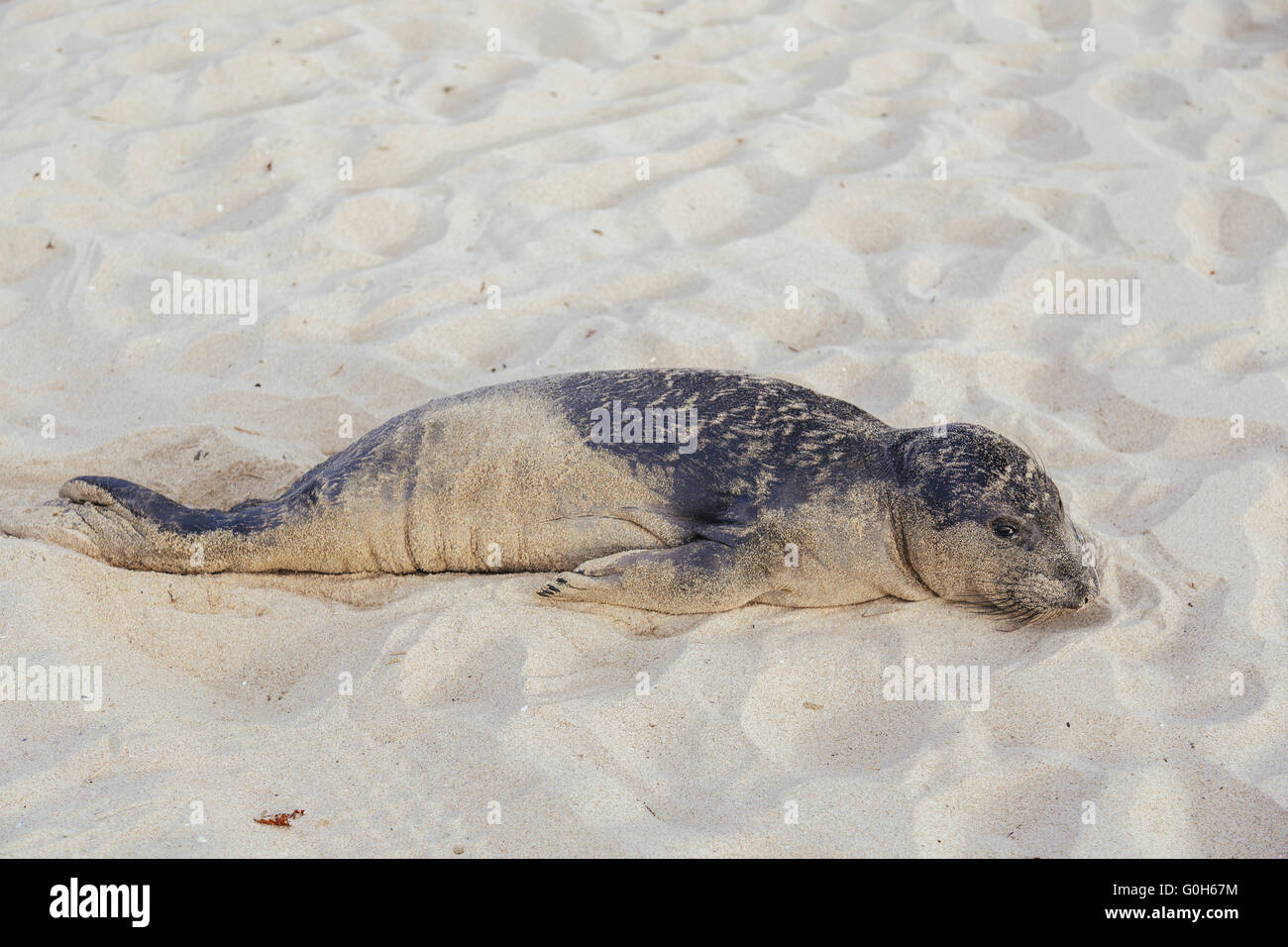 Bébé phoque qui reposent sur l'Hermosa Beach Banque D'Images