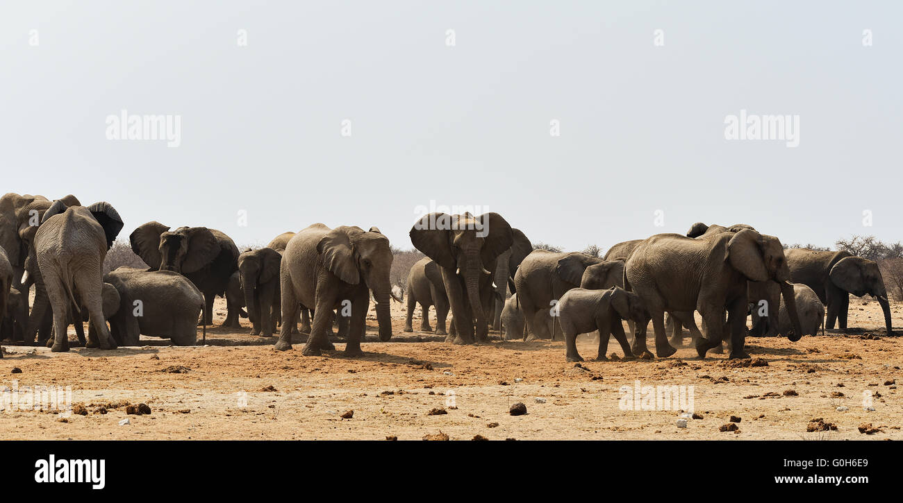 Troupeau d'éléphants Banque D'Images