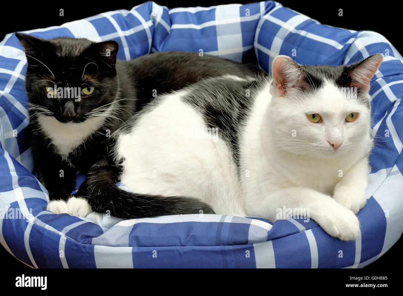 Deux chats se reposant Banque D'Images