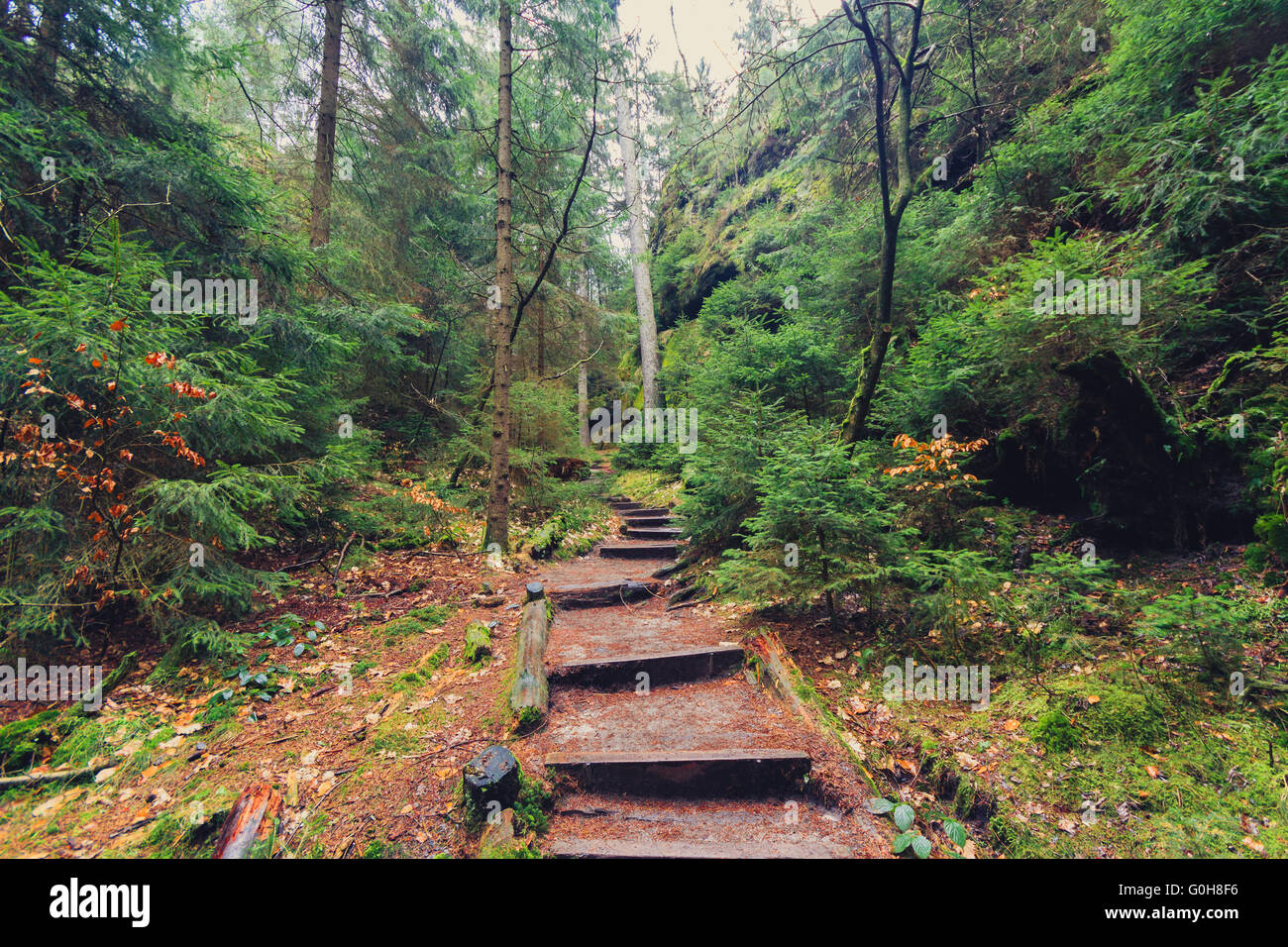 Chemin de randonnée à travers un paysage de forêt Banque D'Images