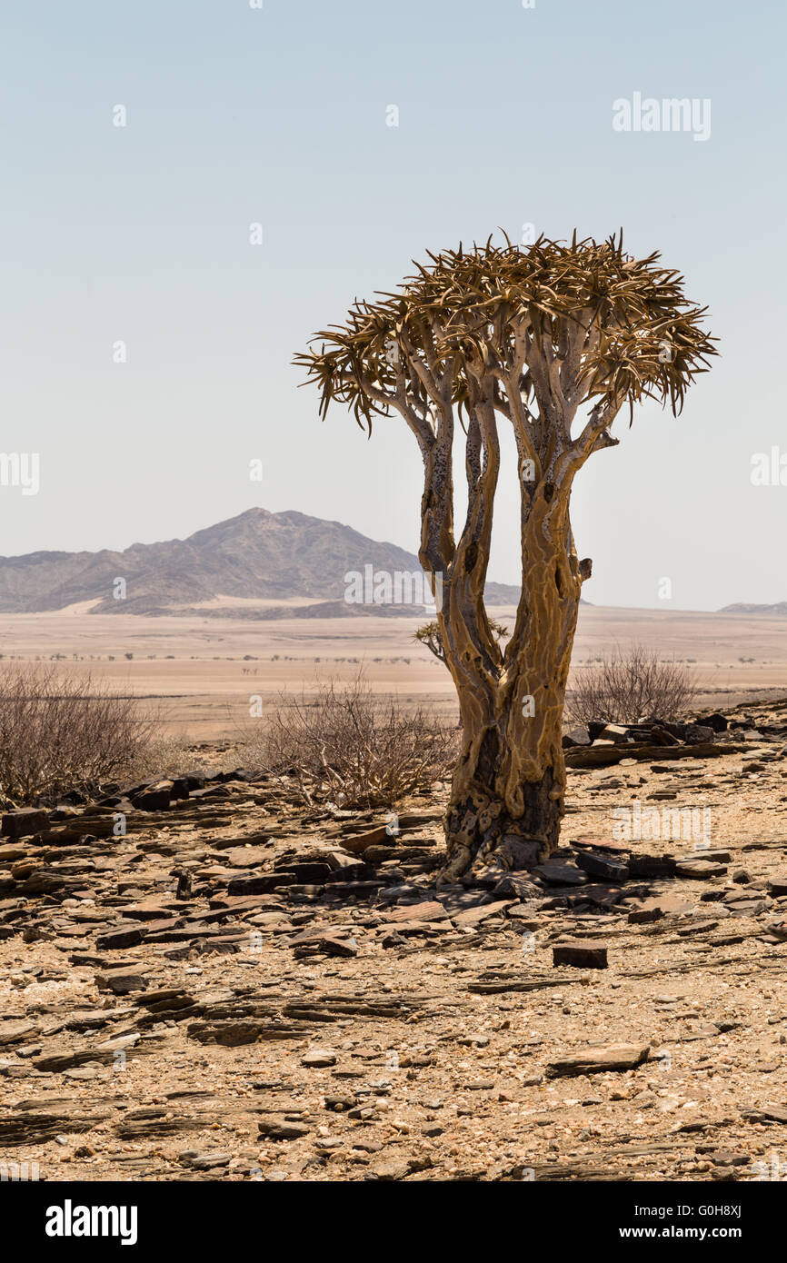 Quiver Tree isolé, l'Aloe dichotoma, avec les montagnes en arrière-plan. La Namibie. L'Afrique. Banque D'Images