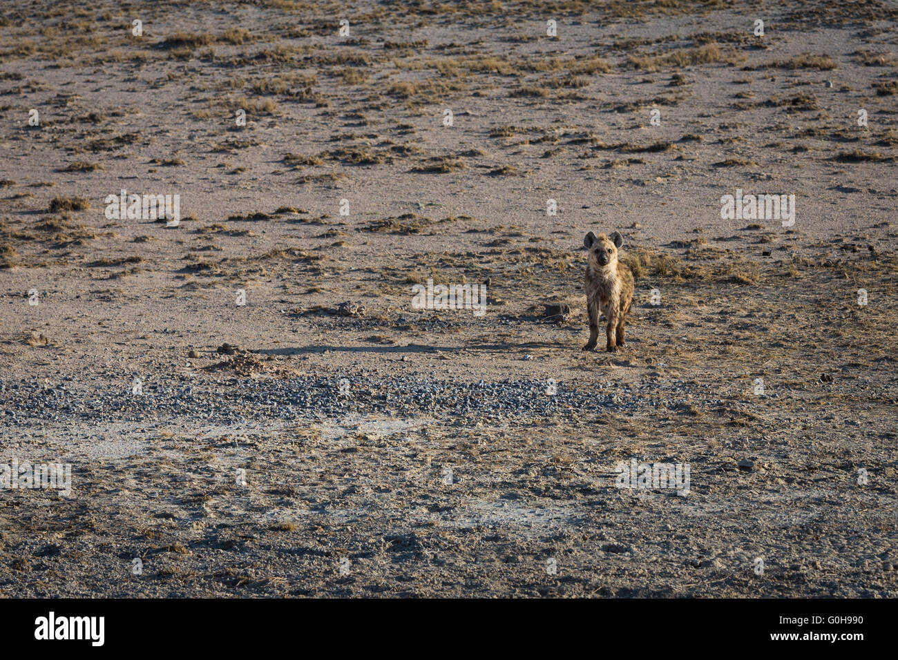 Hyène bébé seul sur le plans de l'Etosha National Park, Namibie. Banque D'Images