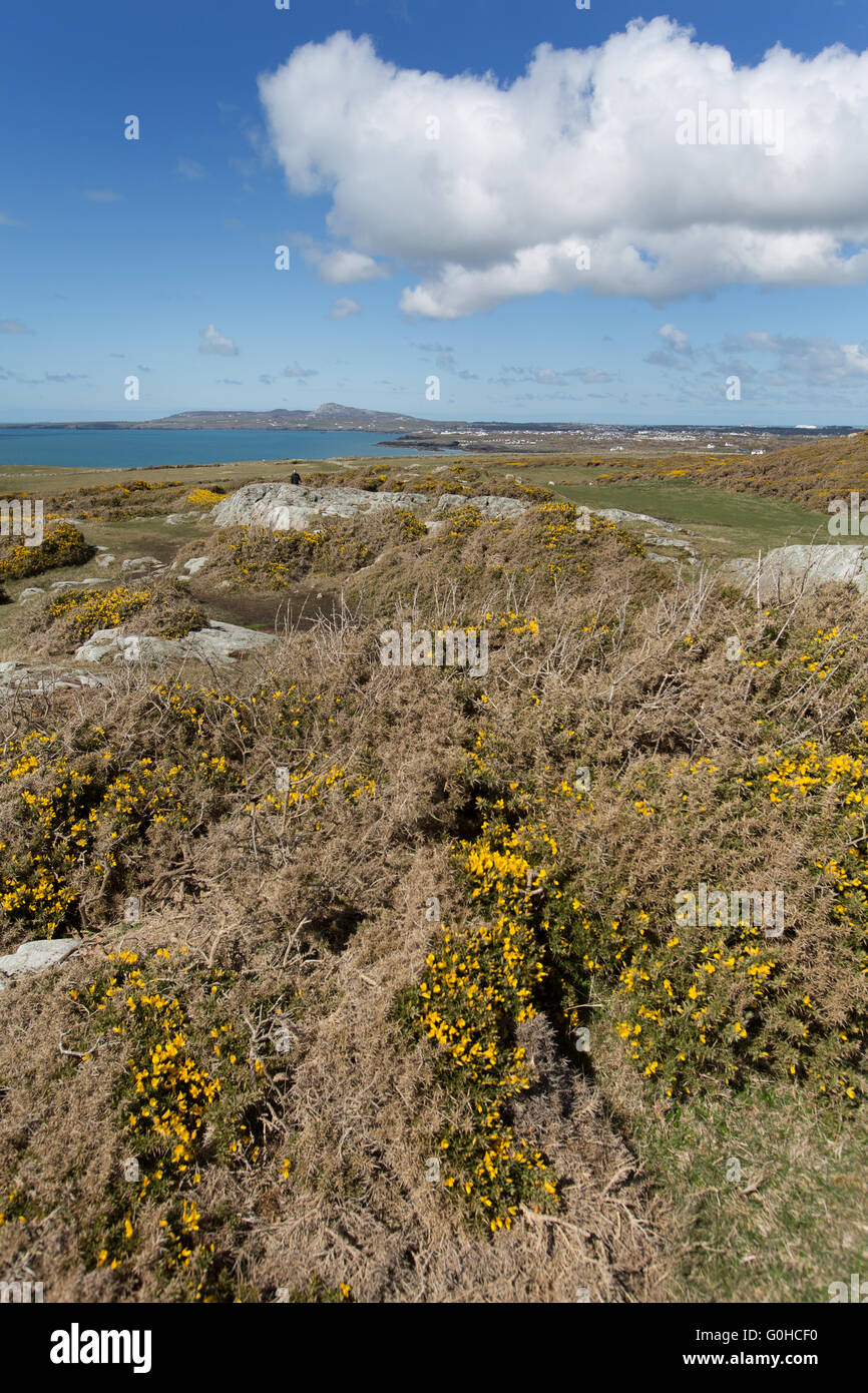 Printemps pittoresque vue de l''Anglesey littoral sur la côte ouest de l'île sacrée, près de Rhoscolyn. Banque D'Images