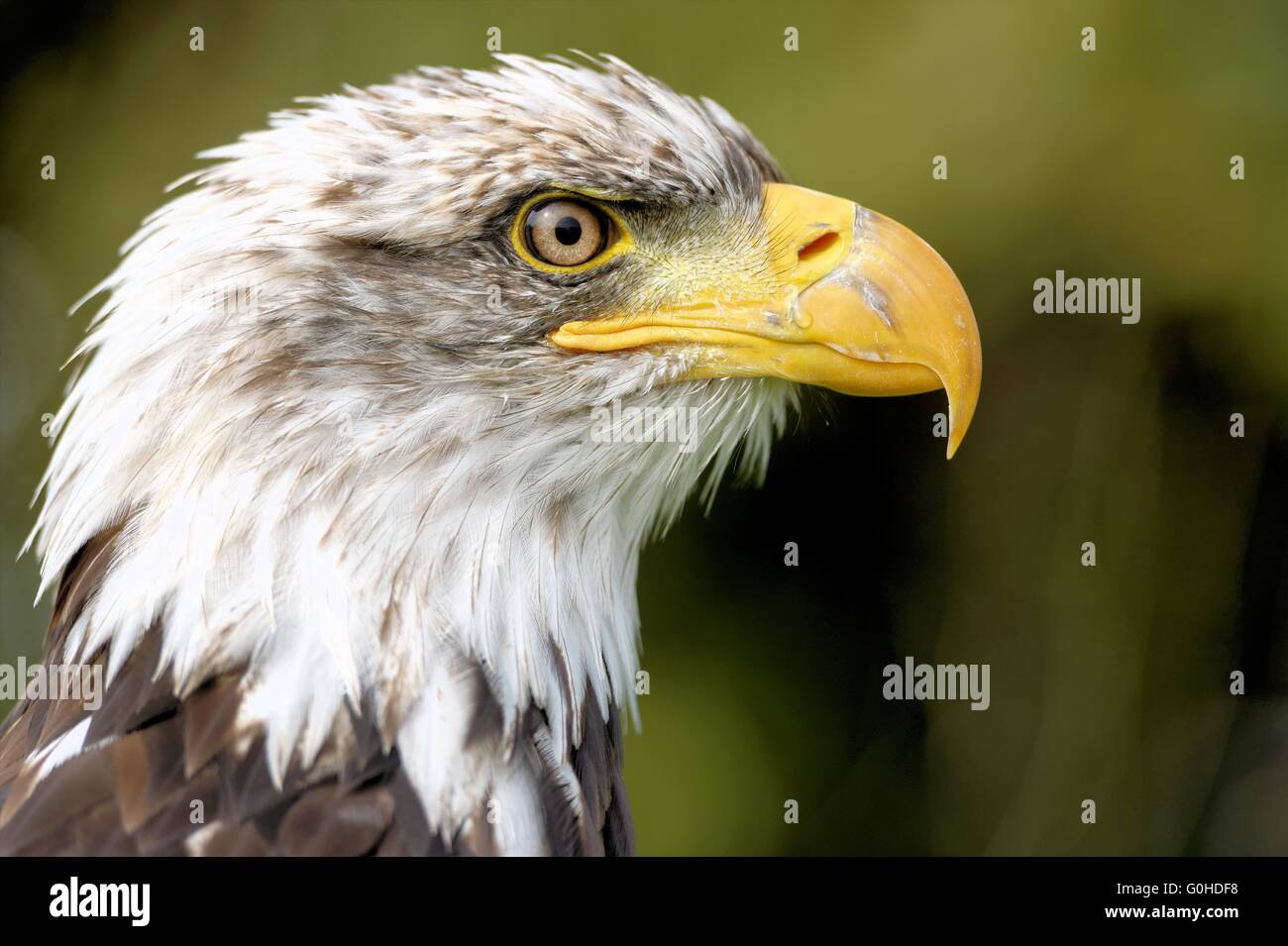 Aigle à tête blanche Banque D'Images