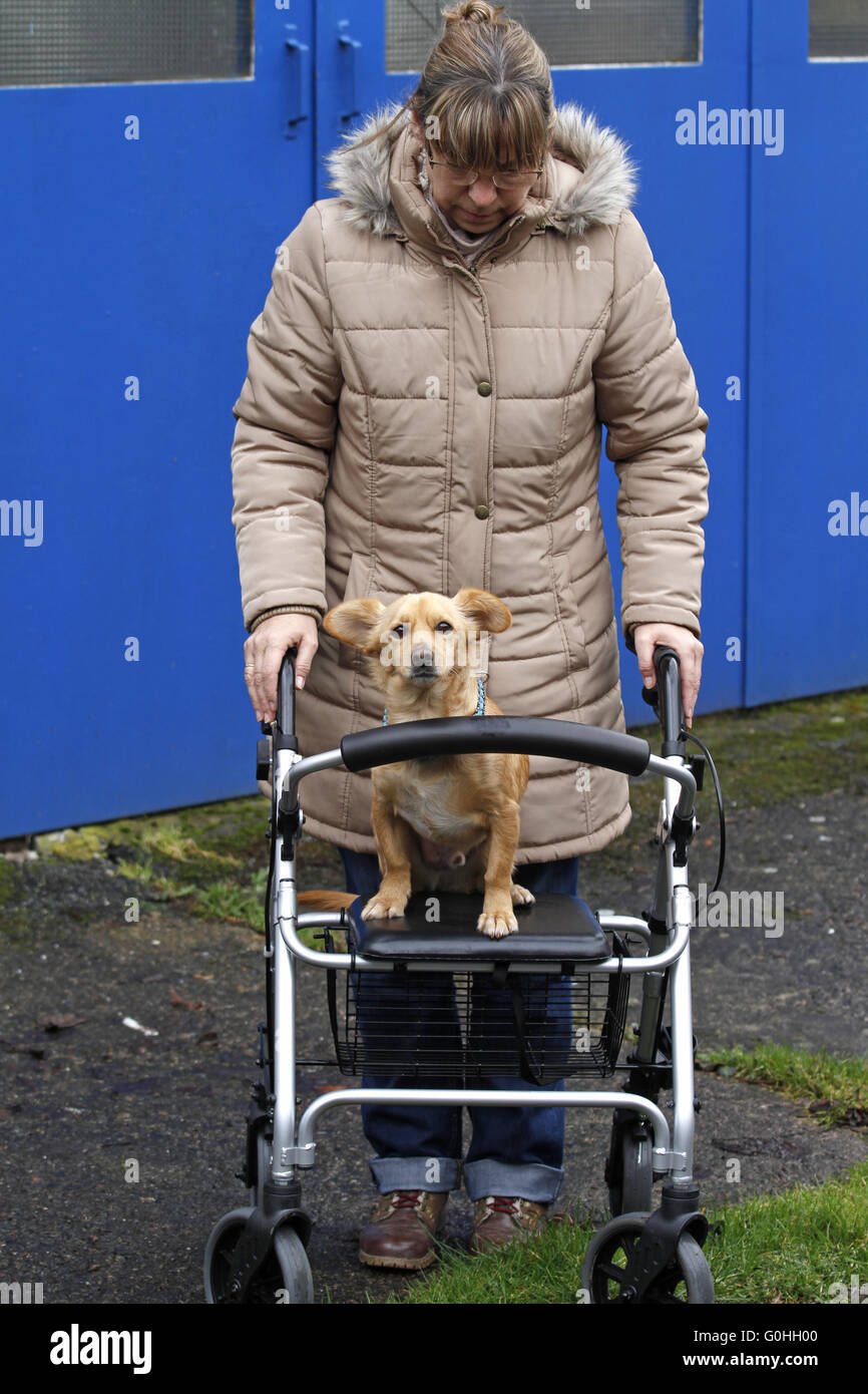 Femme avec chien et Walker à roues Banque D'Images