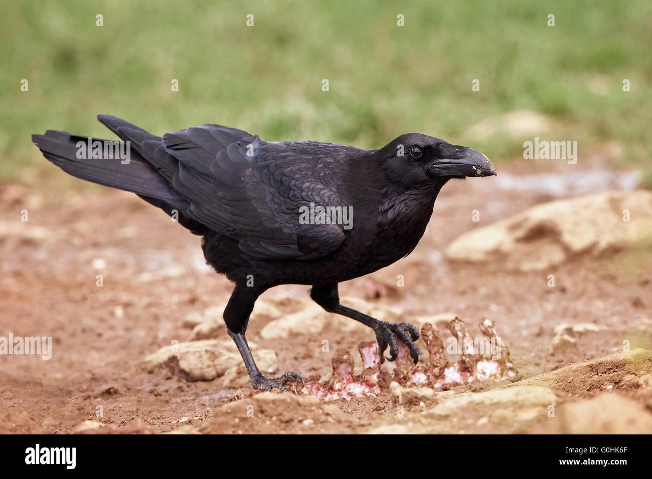 Grand corbeau debout sur le sol avec de la nourriture Banque D'Images