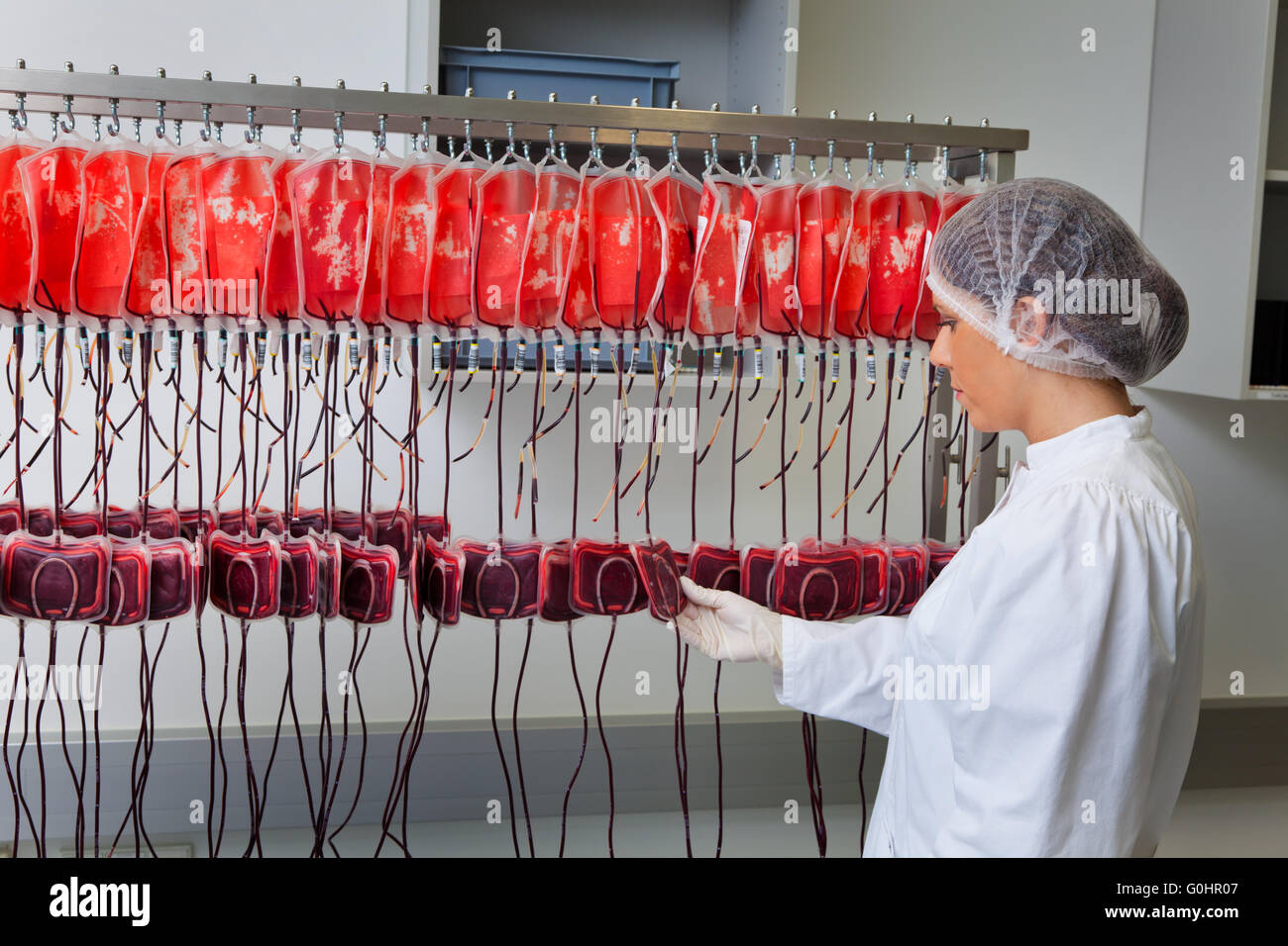 L'examen du sang des donneurs dans le laboratoire de sang Banque D'Images