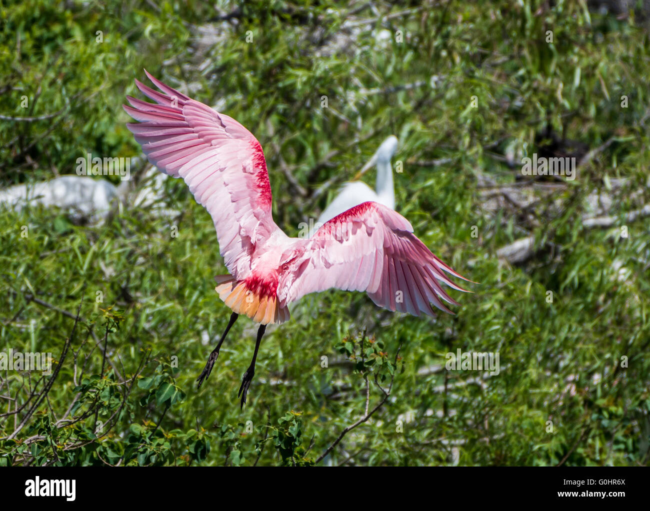 Une Spatule rosée (Platalea ajaja) est posé sur une branche à la rookerie. Île haute, Texas, USA. Banque D'Images