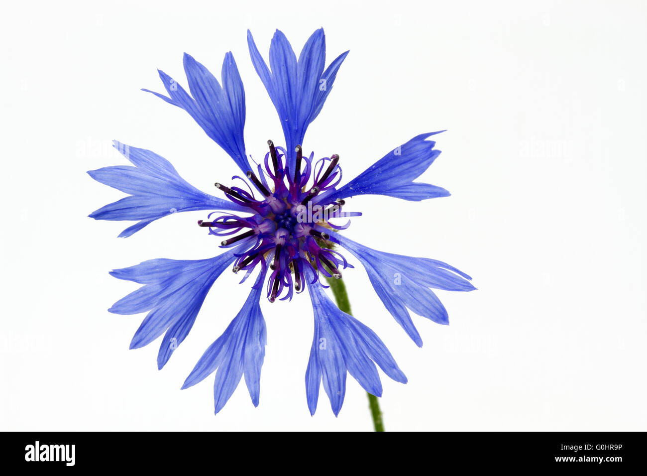 Fleurs de bleuet (Centaurea cyanus) Banque D'Images