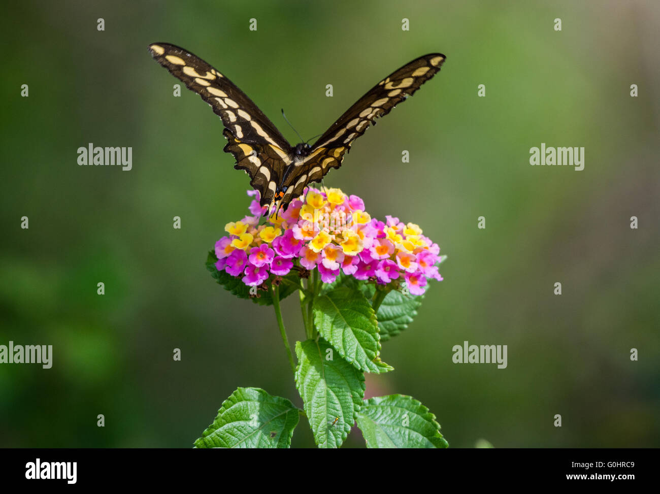 Un grand porte-queue (Papilio cresphontes) papillon danse autour de fleurs sauvages. Île haute, Texas, USA. Banque D'Images