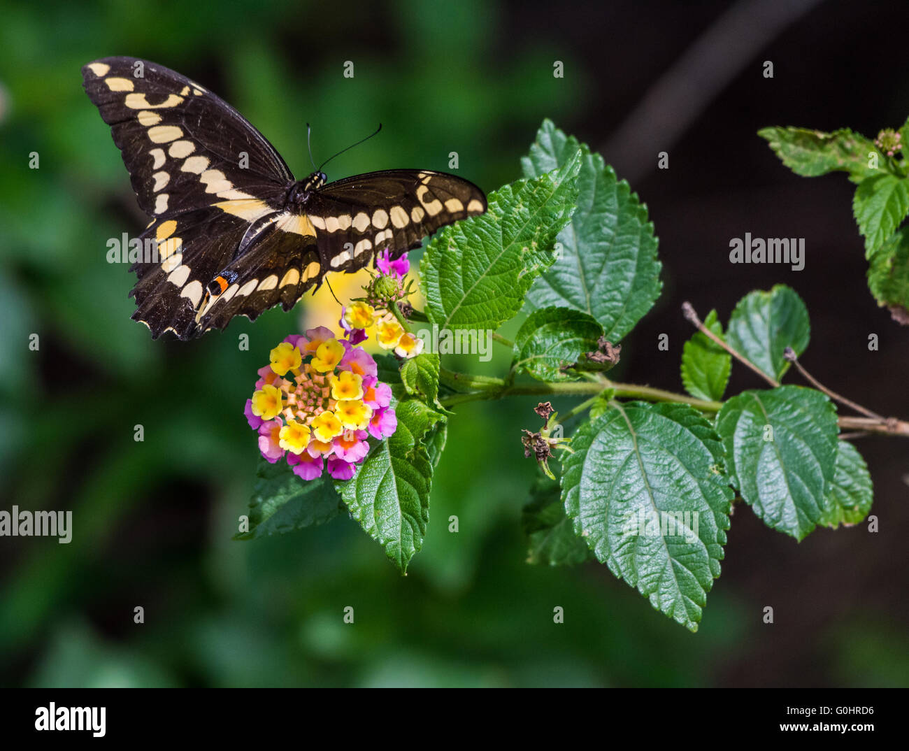 Un grand porte-queue (Papilio cresphontes) papillon danse autour de fleurs sauvages. Île haute, Texas, USA. Banque D'Images