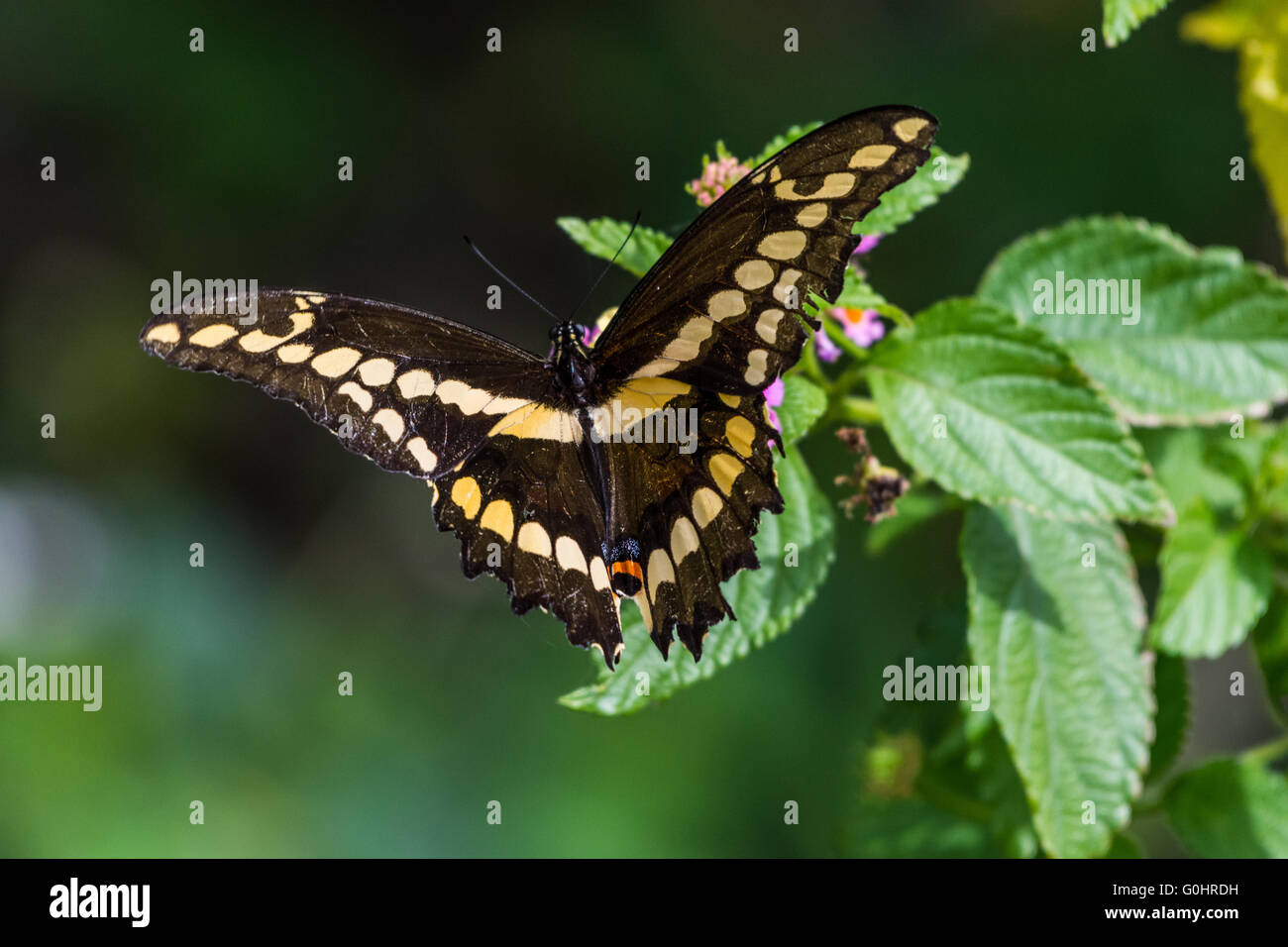 Un grand porte-queue (Papilio cresphontes) papillon danse autour de fleurs sauvages. Île haute, Texas, USA. Banque D'Images