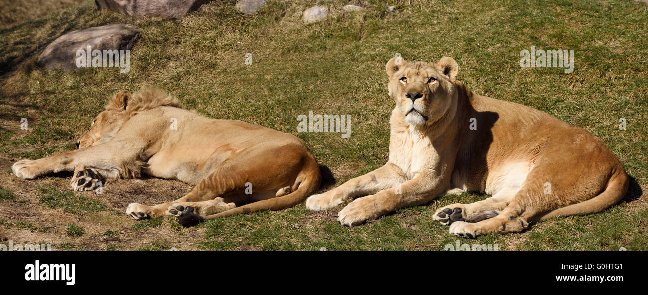 Deux femmes avec des lions à crinière une lionne couchée sur l'herbe Banque D'Images