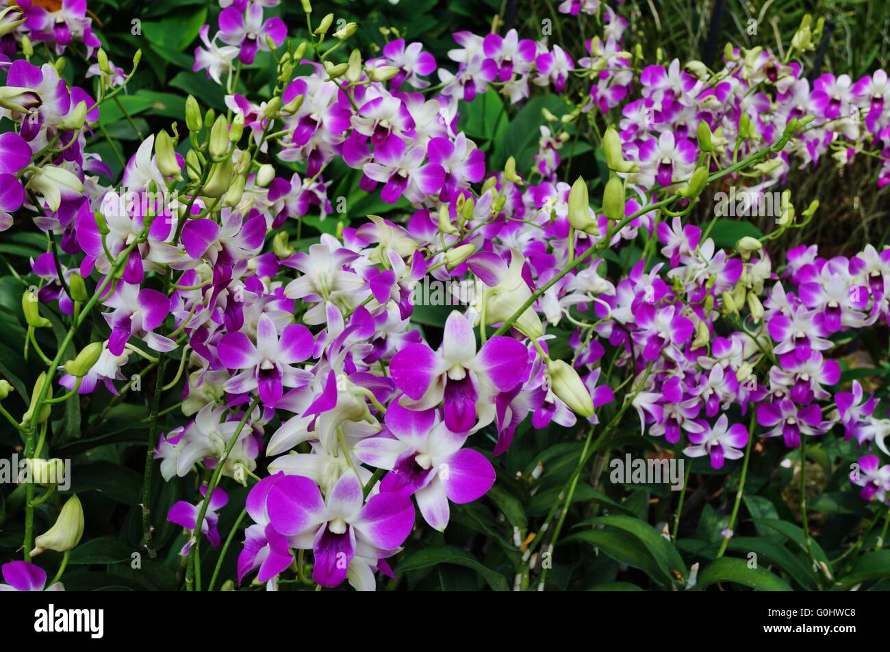 Blanc et rose fleur d'Orchidée dendrobium Banque D'Images