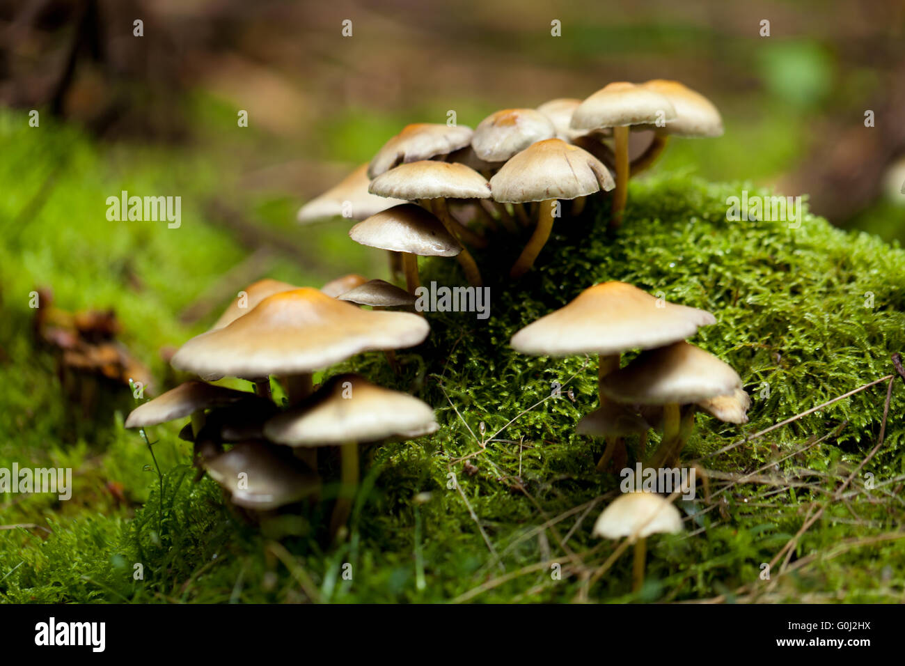 Automne champignons brun gros plan macro en plein air Banque D'Images