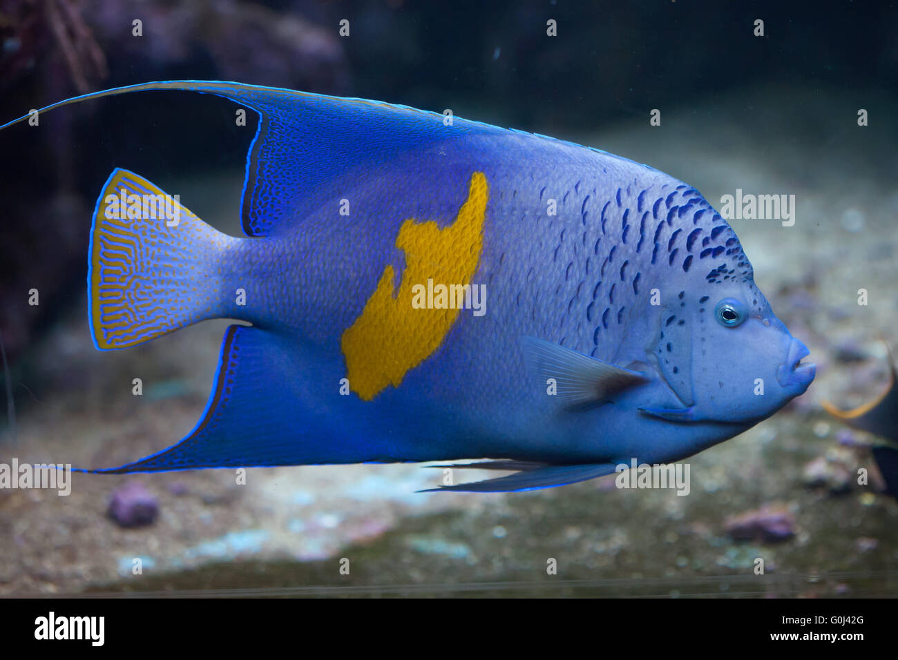 Angelfish Pomacanthus maculosus (Yellowband), également connu sous le nom de poissons-anges halfmoon au Zoo de Dvur Kralove, République tchèque. Banque D'Images