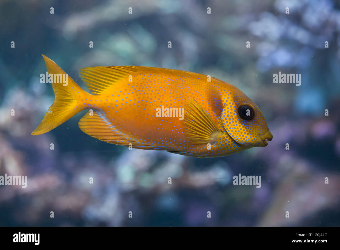 Sigan marbré à points bleus (Siganus corallinus), également connu sous le nom de poisson lapin corail au Zoo de Dvur Kralove, République tchèque. Banque D'Images