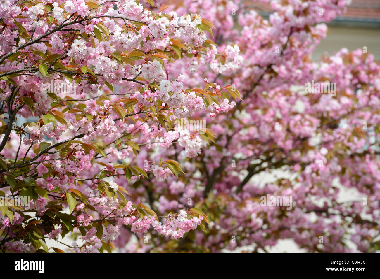 Blooming Cherry Tree en Allemagne pendant le printemps ! Banque D'Images Blooming Cherry Tree en Allemagne pendant le printemps ! Banque D'Images