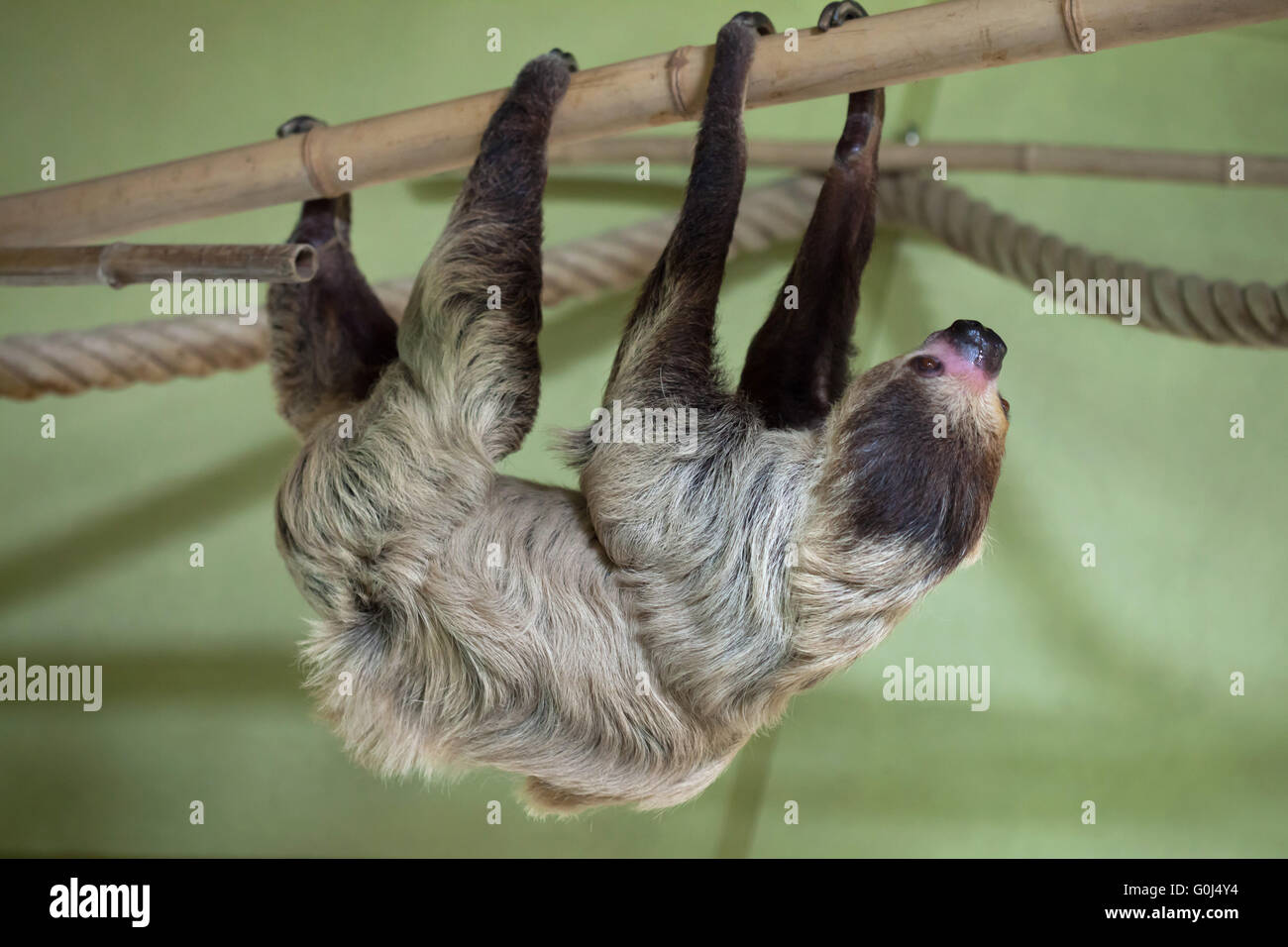 Deux doigts de Linné sloth (Choloepus didactylus), également connue sous le nom de southern deux-toed sloth au Zoo de Dresde, Saxe, Allemagne. Banque D'Images