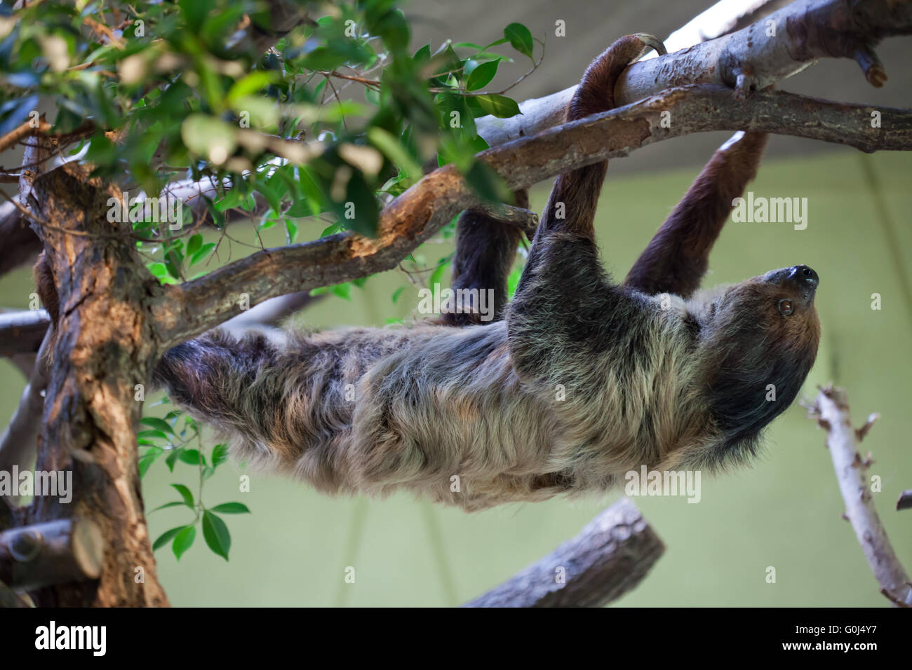 Deux doigts de Linné sloth (Choloepus didactylus), également connue sous le nom de southern deux-toed sloth au Zoo de Dresde, Saxe, Allemagne. Banque D'Images